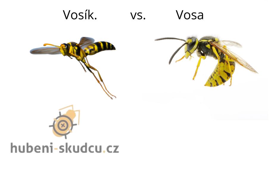 vosík vs. vosa